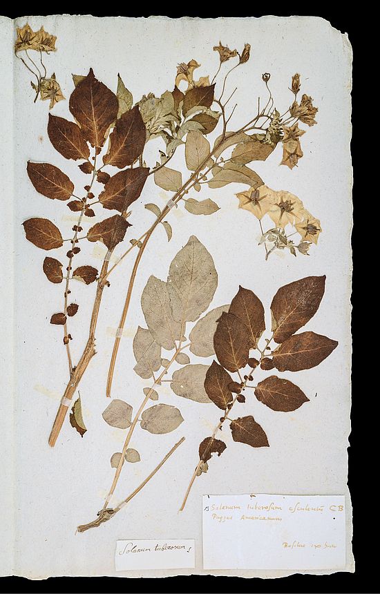 Solanum tuberosum esculentum 