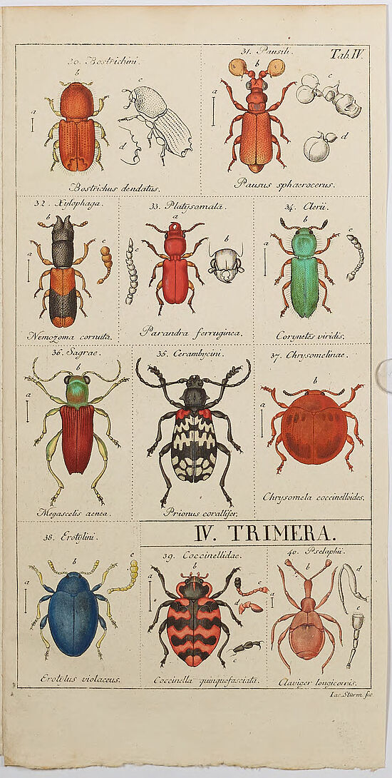 Jacob Sturm: Kupfertafel mit Käfern aus dem Catalog meiner Insecten-Sammlung, Theil 1, Nürnberg 1826.