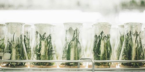 Pflanzen in Becherglas