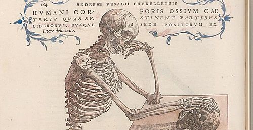 Holzschnitt von 1543 aus de Humani corporis fabrica Libri septem