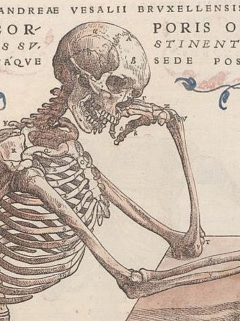 Holzschnitt von 1543 aus de Humani corporis fabrica Libri septem