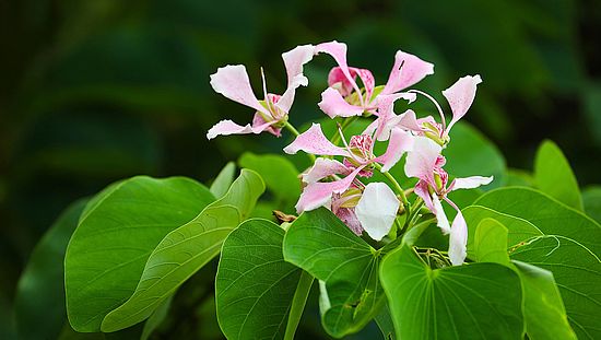 Bauhinia monandra 