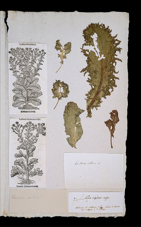 Kopfsalat. Lactuca sativa L. [Bauhin: Lactuca intybacea crispa].