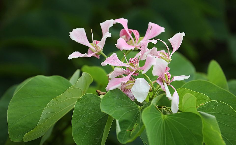 Bauhinia monandra mit charakteristischen Blättern