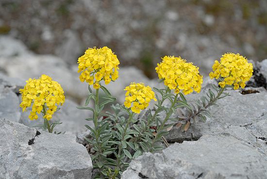 Berg-Steinkraut 