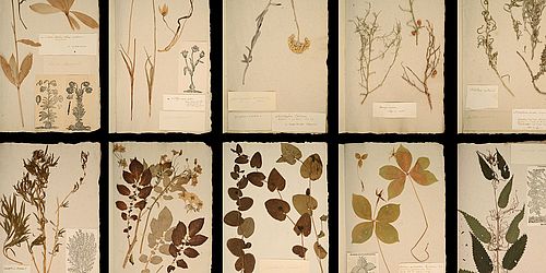 Key Visual Herbarium