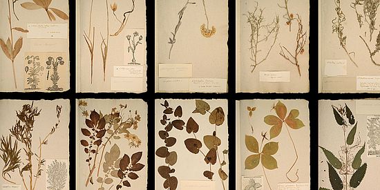 Herbarium