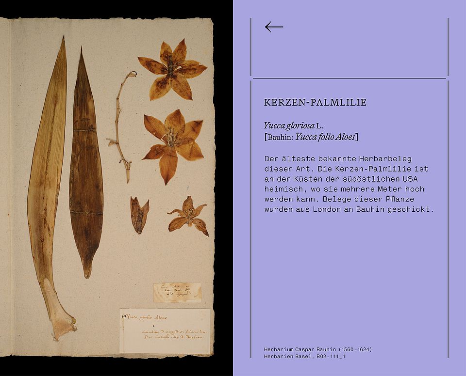 Kerzen-Palmlilie. [Bauhin: Yucca folio Aloes]