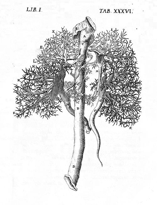 Darstellung der Hohlvenen und der Pfortader
