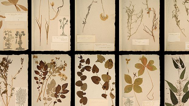 Key Visual: Eine Auswahl von Belegen aus dem über 400 Jahre alten Herbarium von Caspar Bauhin.