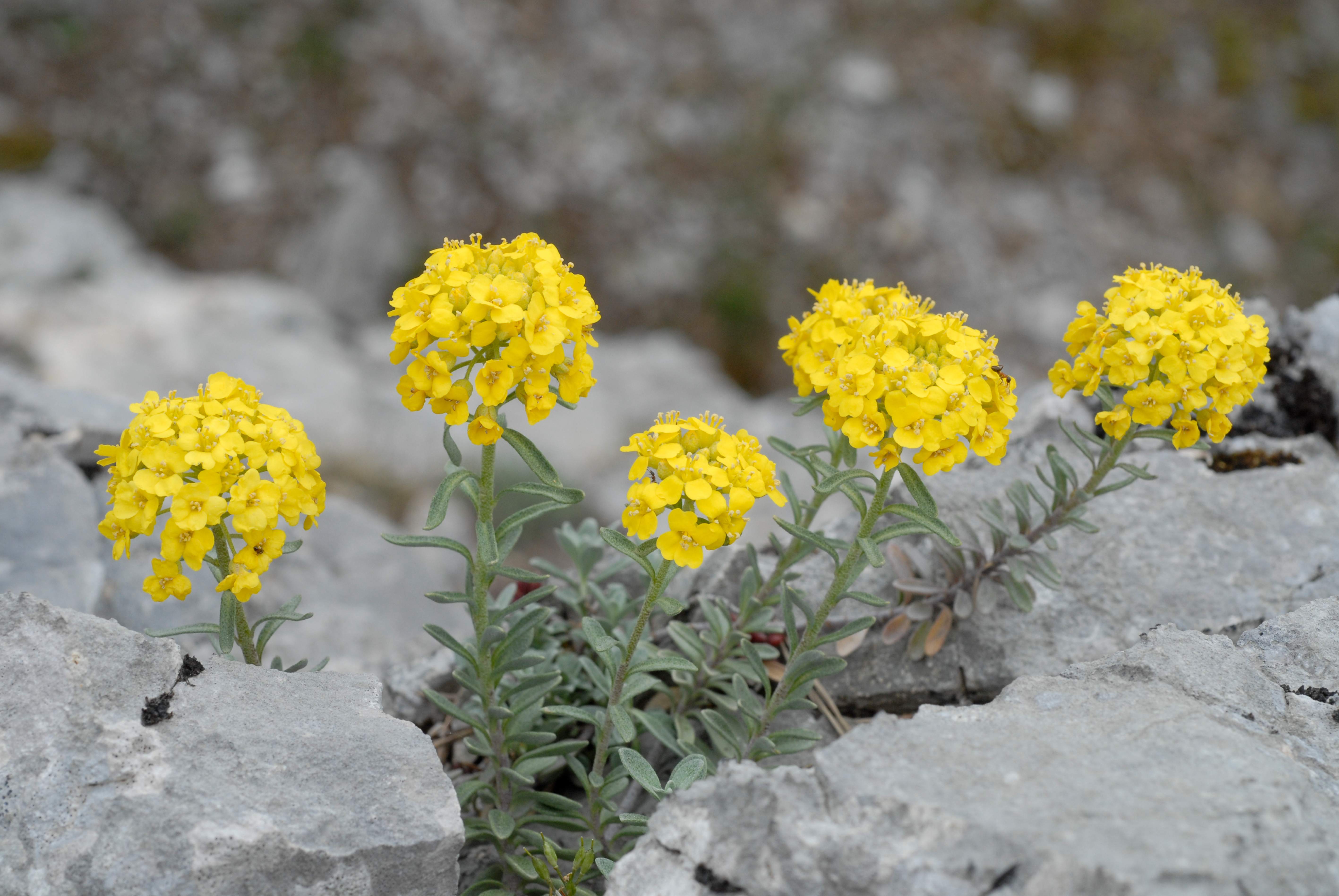 Alyssum montanum L. subsp. montanum Berg-Steinkraut
