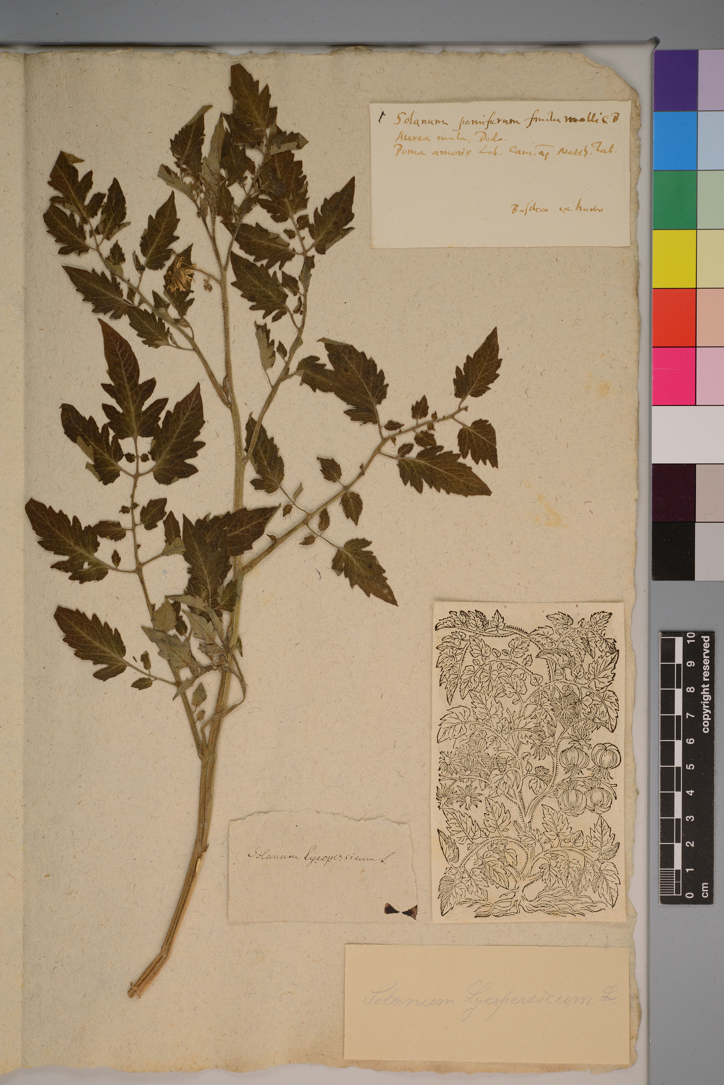 «Solanum pomiferum fructo mollis» (Beleg einer Tomate) aus dem Herbarium von Caspar Bauhin (1560–1624). 